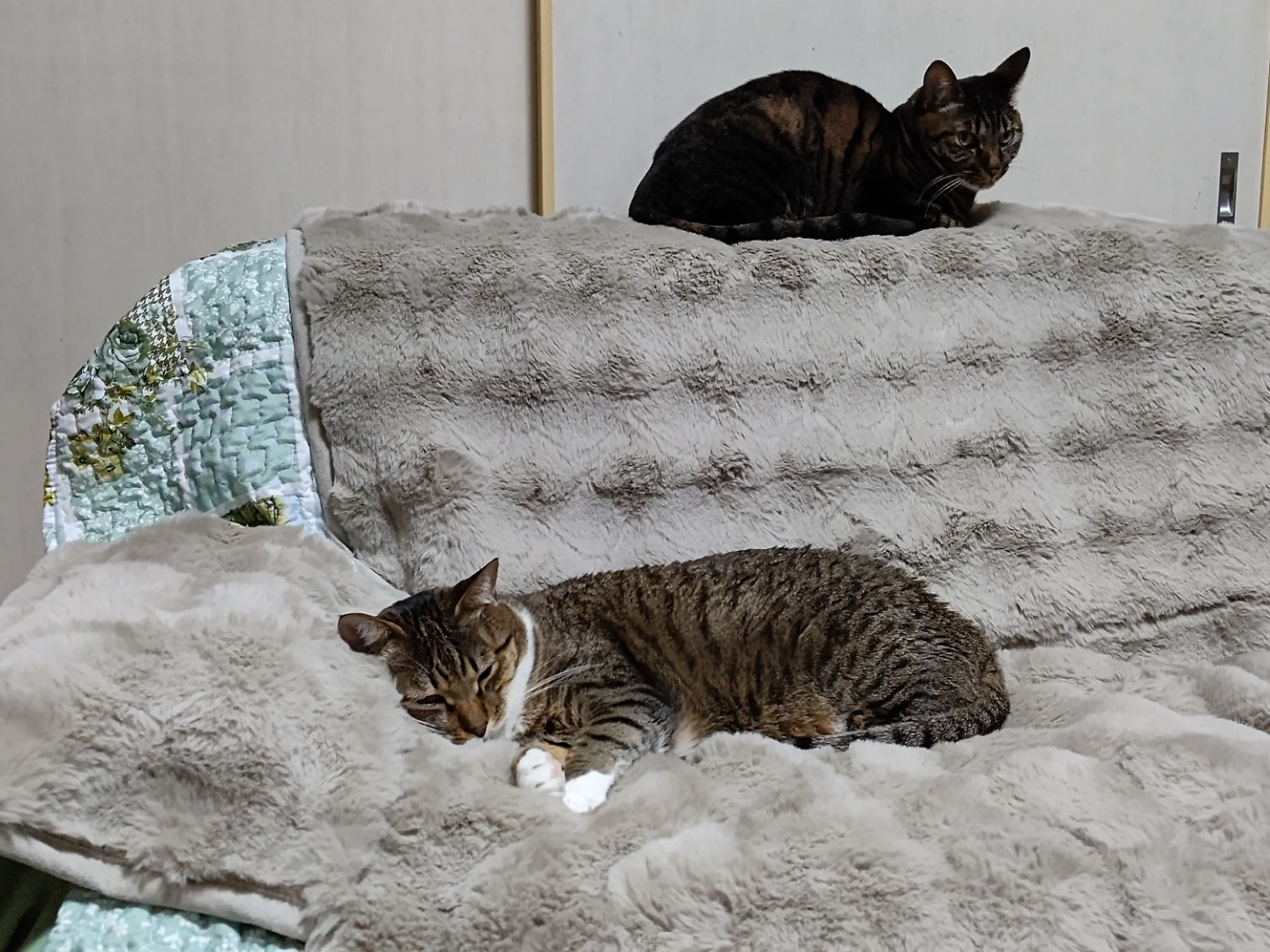 愛猫たちの憩いの場